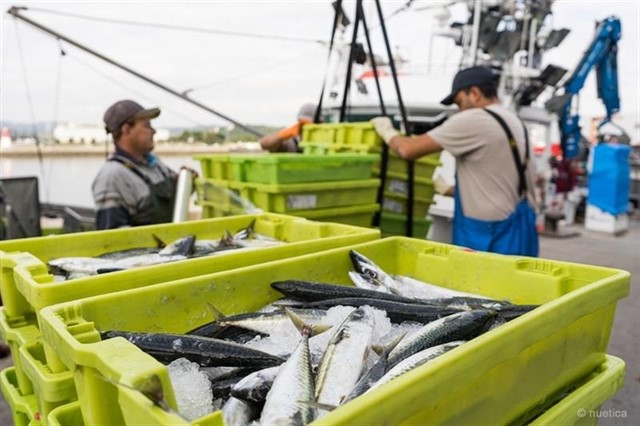 Comer pescado y mariscos para evitar el calentamiento global