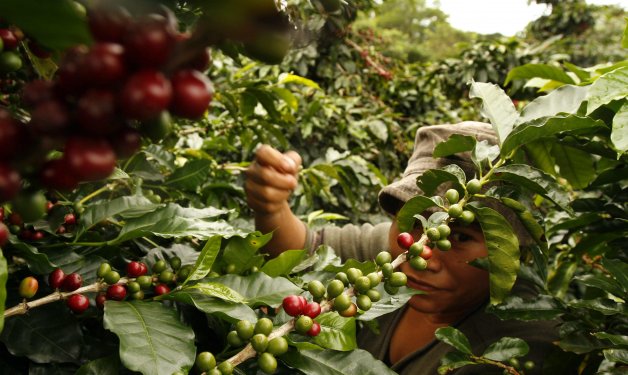 Alertan sobre los efectos del cambio climático en los cafetales