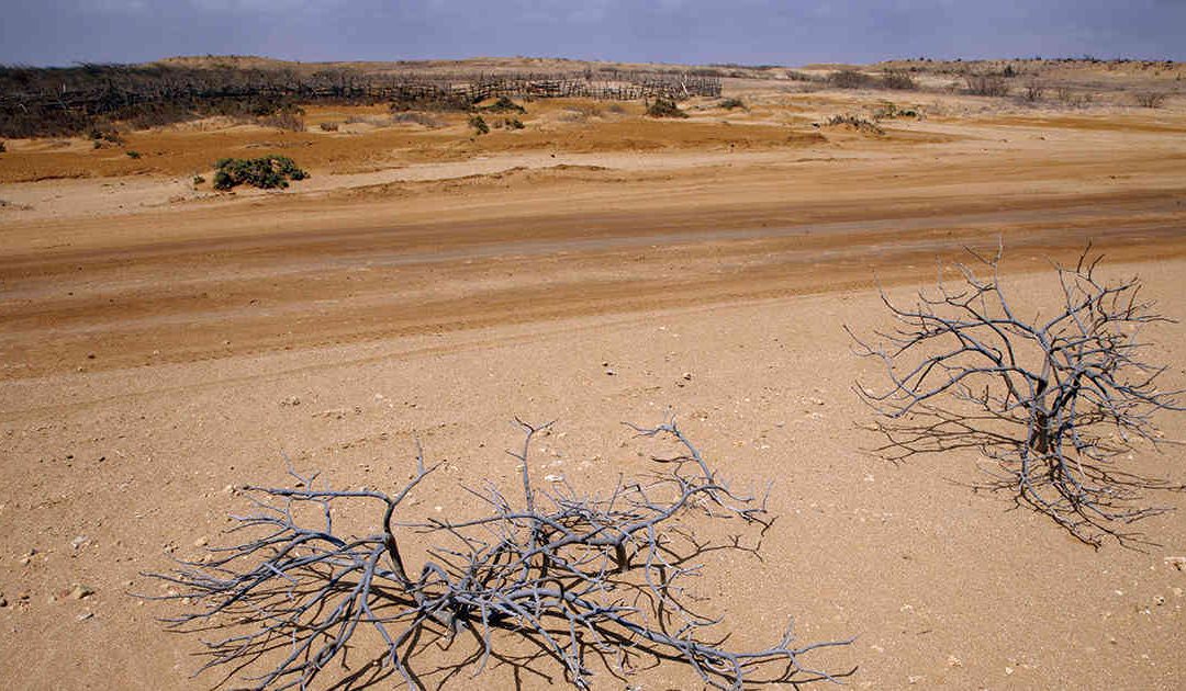 El planeta pierde toneladas de suelo fértil cada año