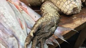 Comercio ilegal de animales en peligro de extinción en Perú