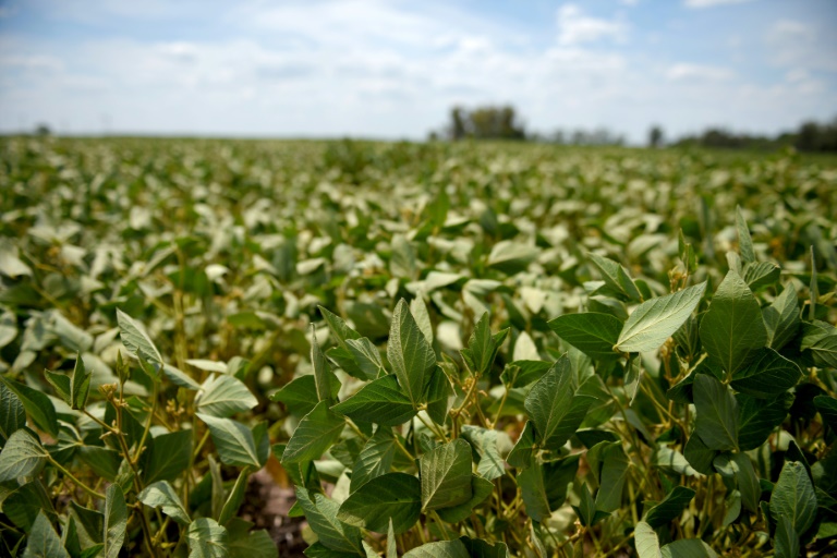 La ‘adicción’ europea culpable de la deforestación en América Latina