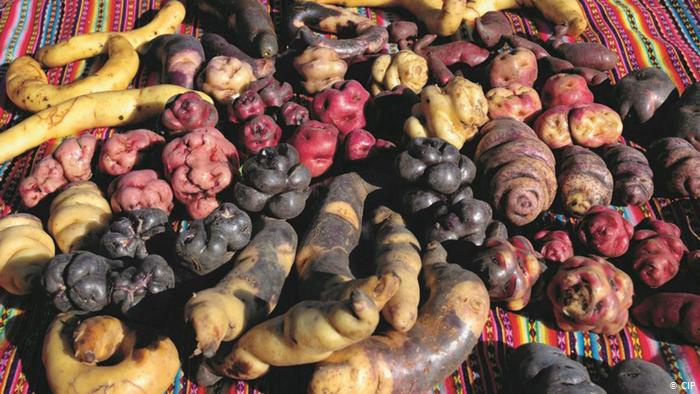 Alemania contribuye a salvaguardar la biodiversidad de las papas peruanas