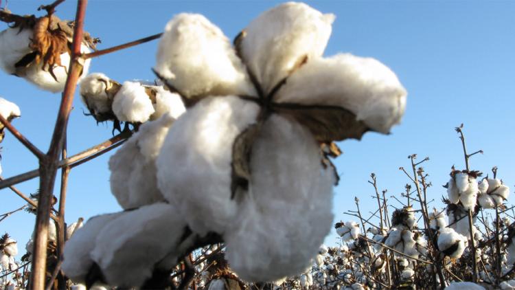 El algodón incorpora más biotecnología