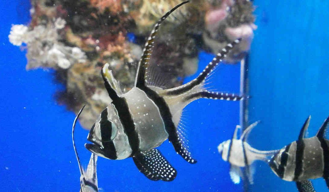 El 17% de los animales marinos podría desaparecer antes de 2100