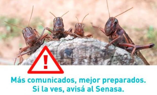 Alerta en el norte por el ingreso de una manga de langostas desde Paraguay