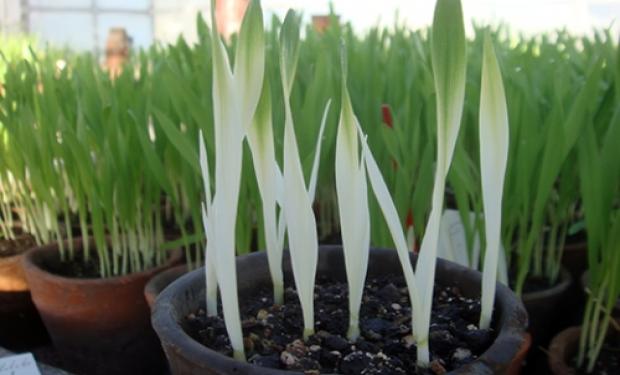 Buscan reparar los daños que suelen ocurrir en el ADN de los cultivos