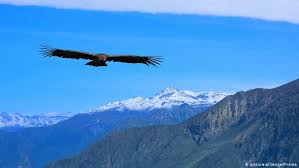 Estrategia Nacional Contra el Uso de Cebos Tóxicos