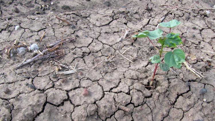 Córdoba, sede de un Congreso Mundial de Cambio Climático