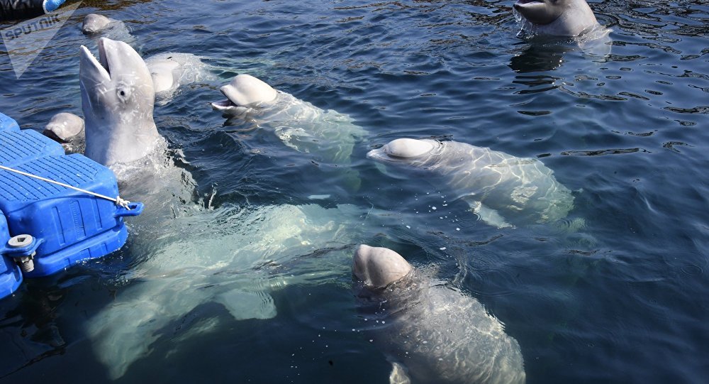 Multan a empresa por captura de belugas y orcas en Rusia