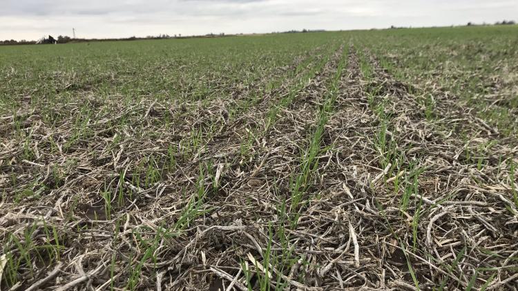 Menos monocultivo para un cambio sustentable