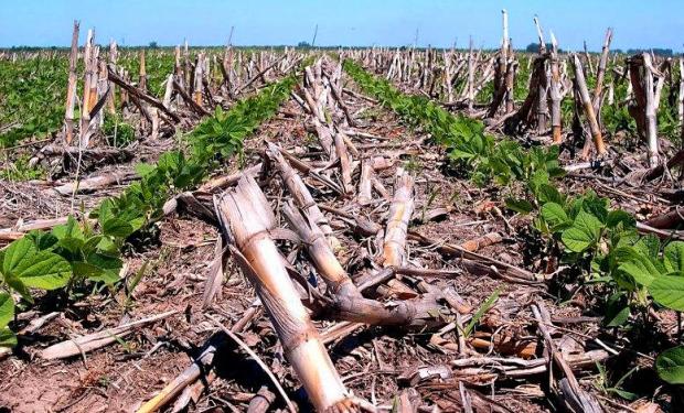 Buscan certificar el balance de carbono del sistema de producción argentino