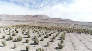 Chile busca reforestar el Atacama