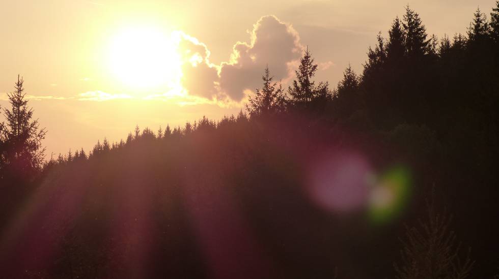 Bruselas estudia restringir los productos fruto de la  deforestación