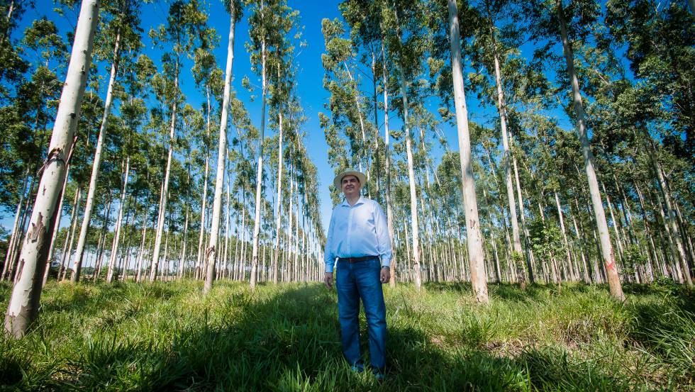 Paraguay contra la deforestación