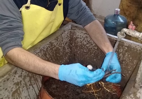 Reciclan rastrojos de tomate y pimiento para nutrir el suelo