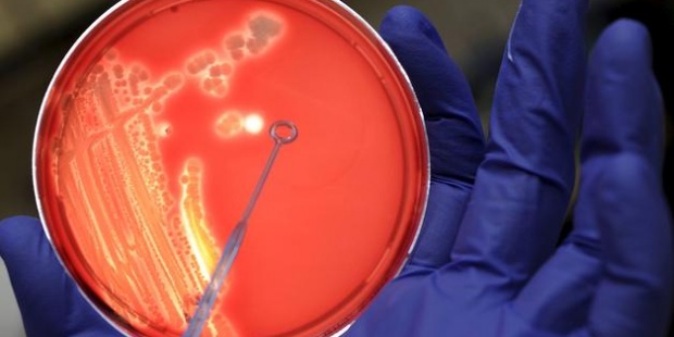 Microorganismos: clave en la lucha contra el cambio climático