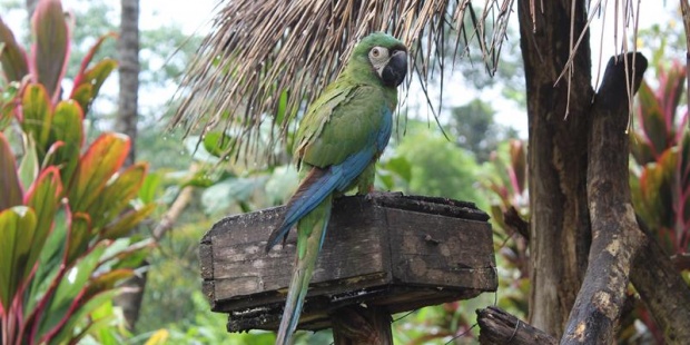 Ecuador afronta una implacable lucha contra el tráfico de vida silvestre
