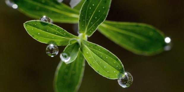 Casi 600 especies de plantas se han extinguido