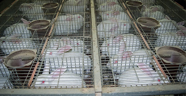 Firman iniciativa contra los animales enjaulados en Europa