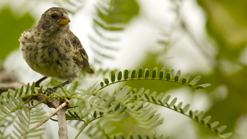 Peligra la reproducción de los pinzones de Darwin