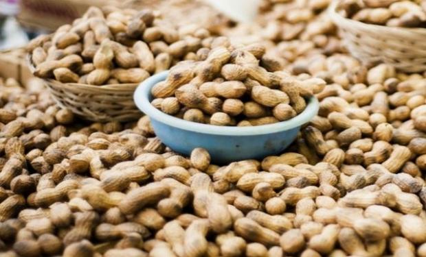 Aprueban semilla de maní resistente al carbón