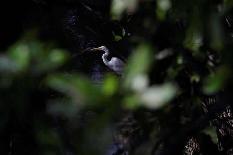 La presión humana y el clima devastan el manglar de la Bahía de Panamá