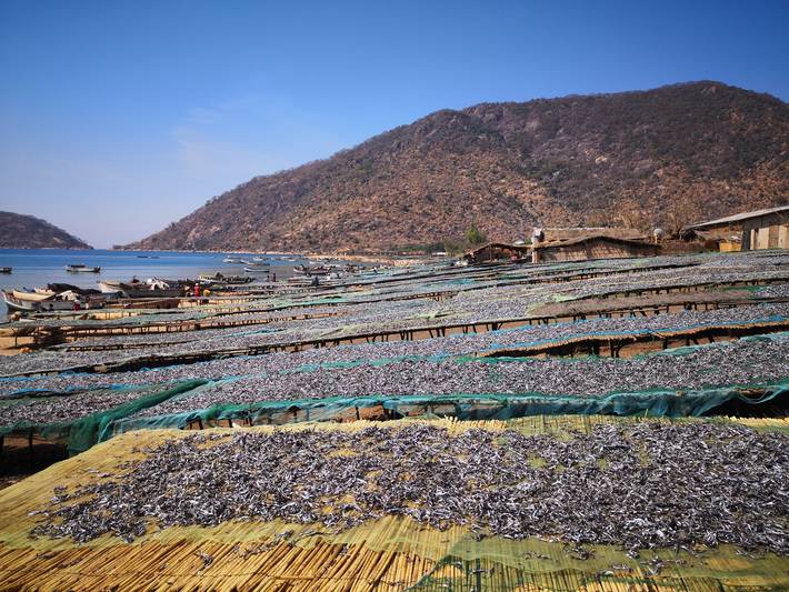 Los peces pequeños son un gran negocio en los lagos y ríos de África