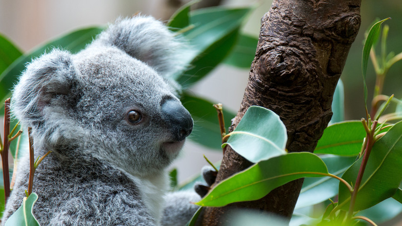 Cuencos de agua para salvar a los koalas de la extinción