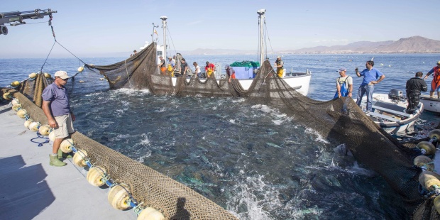 Oceana pide proteger las áreas esenciales para los peces en el Mediterráneo