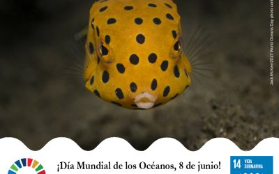Día Mundial de los Océanos – 8 de junio