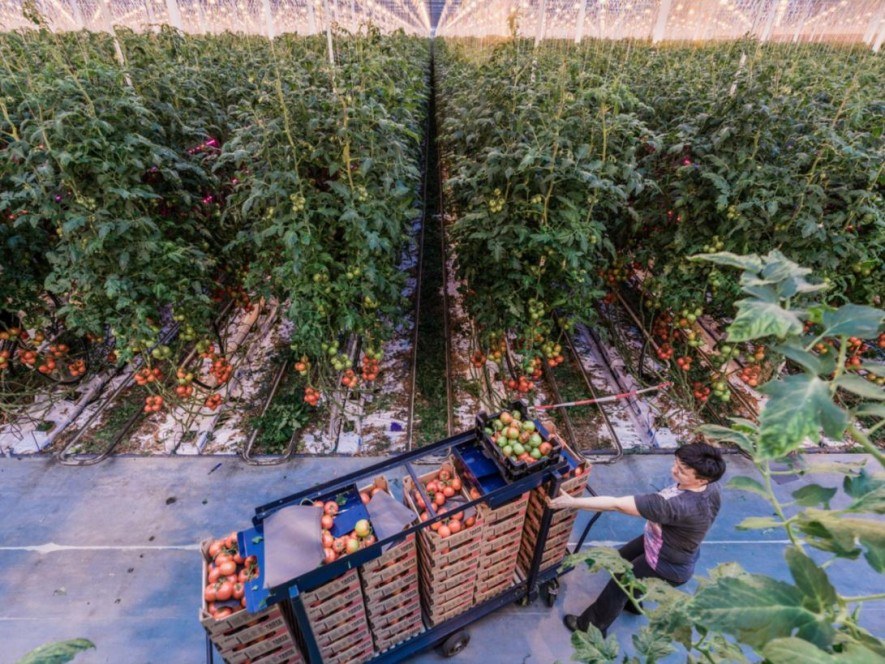 Alimentar al mundo en 2050 ¿sin arrasar nuestro planeta?