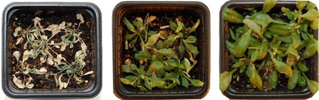 Identifican mecanismo que regula la respuesta de las plantas a la sequía