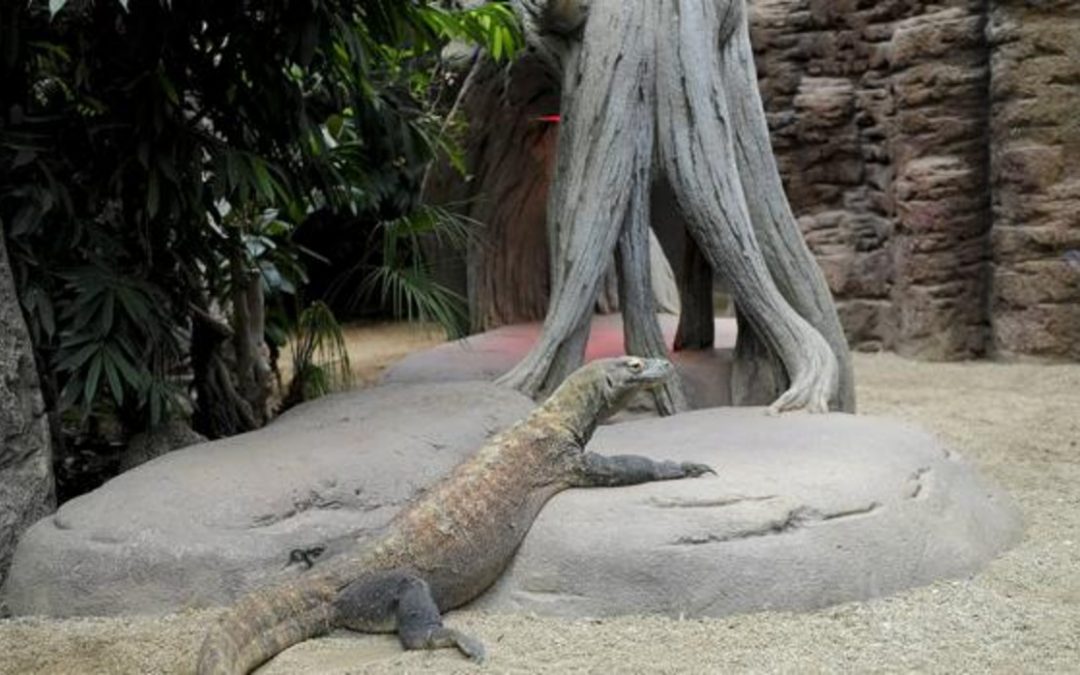 Indonesia cerrará la isla de Komodo para proteger fauna autóctona