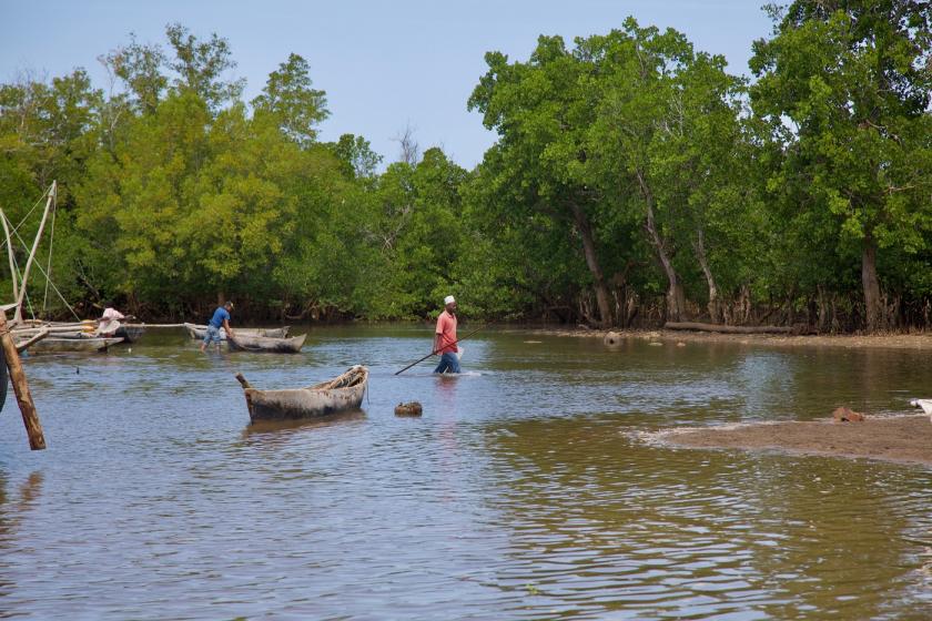 La conservación de los manglares es cada vez más valiosa
