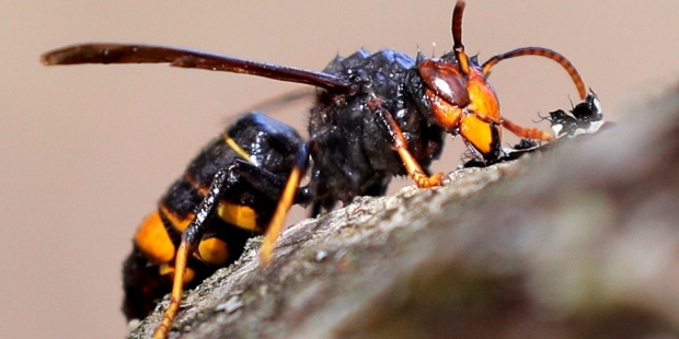 Investigadores europeos contra la Vespa velutina