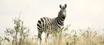 Comunidades exigen más responsabilidad en los esfuerzos de conservación