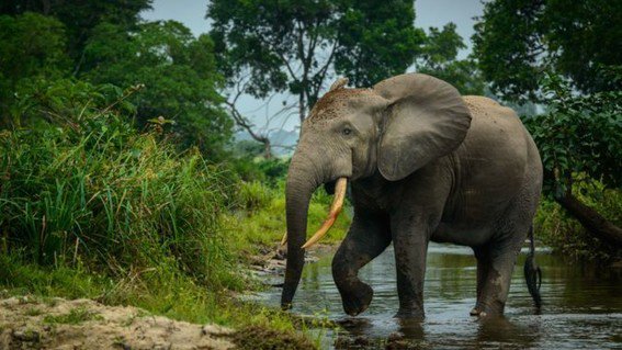 Extinción de los elefantes africanos de bosque agudizaría el cambio climático