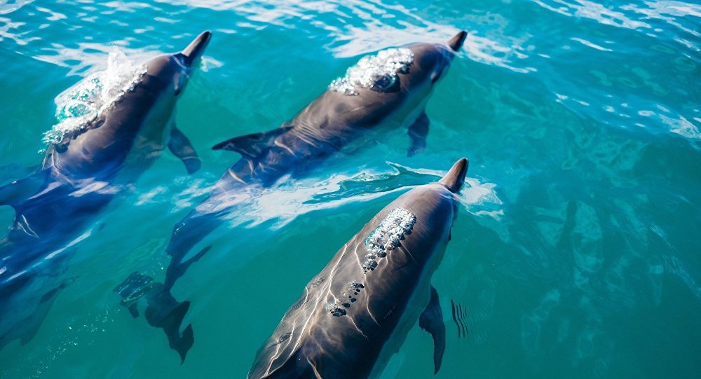 Sochi acogerá clases gratuitas para socorrer a delfines del mar Negro