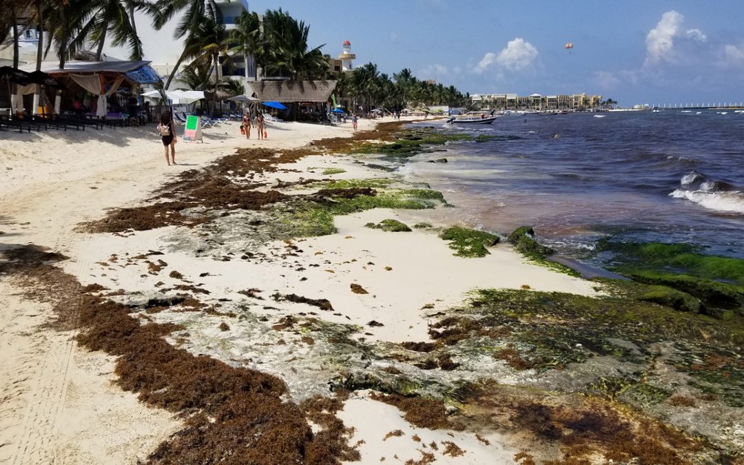La invasión del sargazo en México: todo un desafío