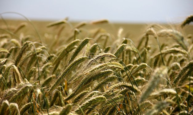 El campo español muestra su preocupación por la sequía