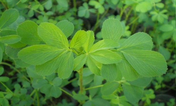 Variedad de alfalfa con tolerancia a condiciones de salinidad