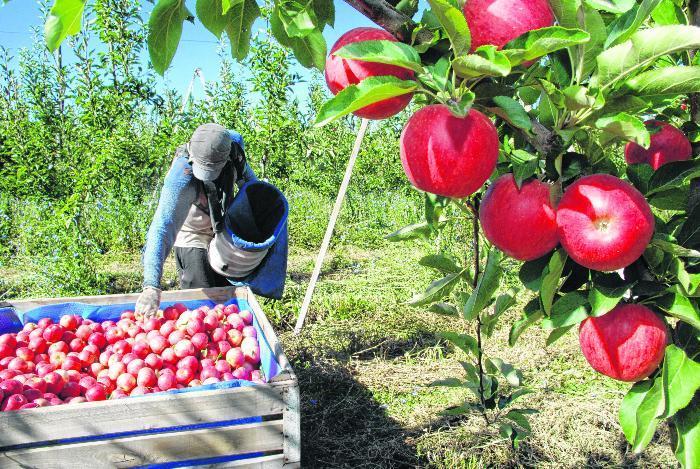 Exigencias de Brasil al uso de agroquímicos en frutas