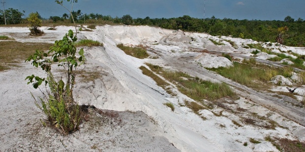 Latinoamérica analiza la degradación de sus bosques
