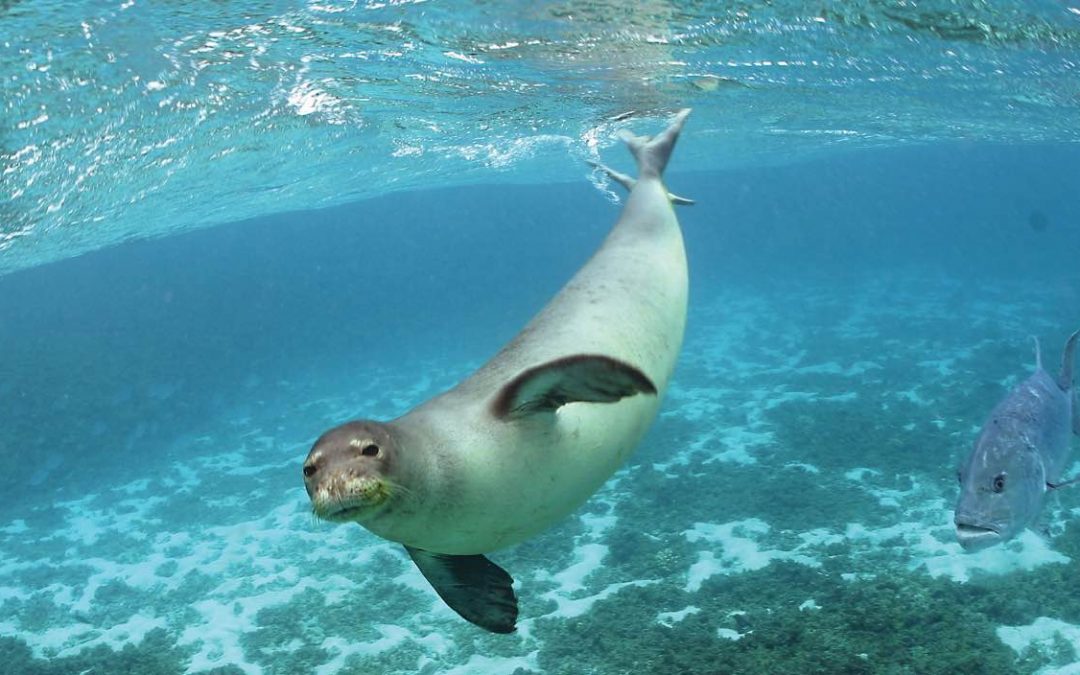 La minería pone en riesgo futuros hallazgos marinos