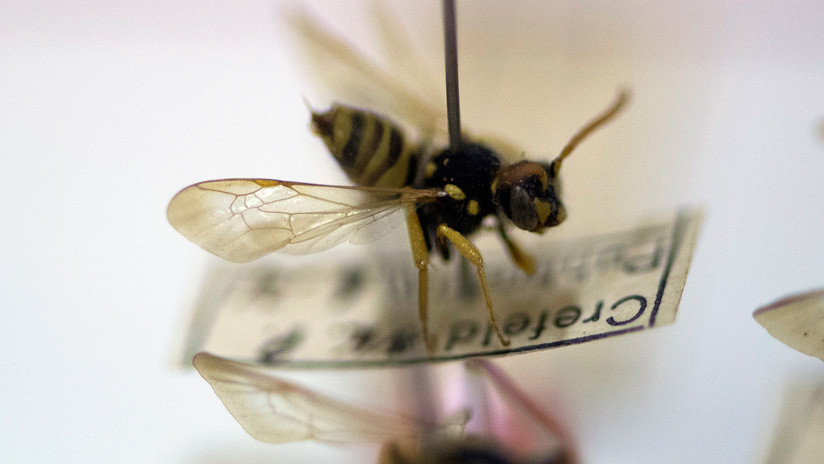 Insectos  en peligro de extinción