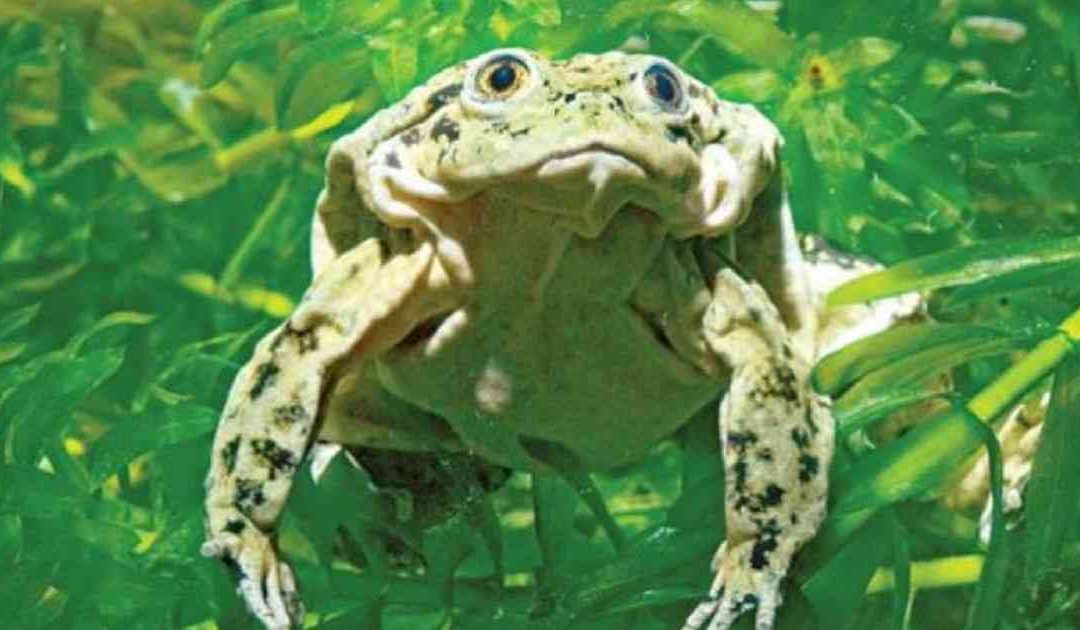 Las especies más amenazadas del planeta
