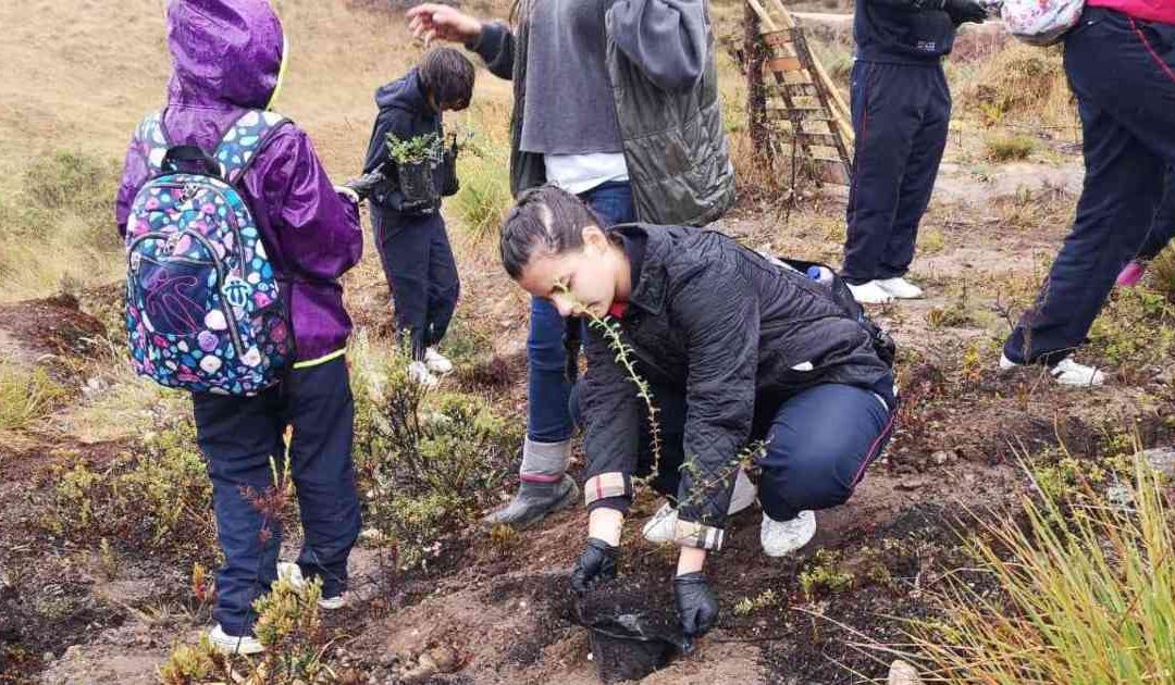 Reforestar podría reducir dos tercios del carbono del planeta