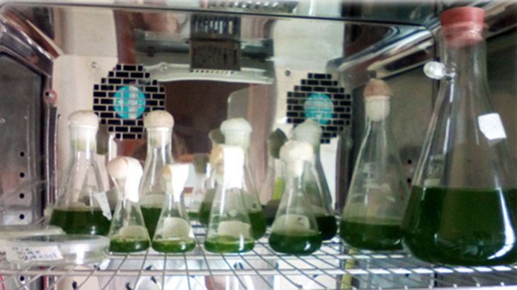 Biorremediación: una planta acuática para tratar efluentes