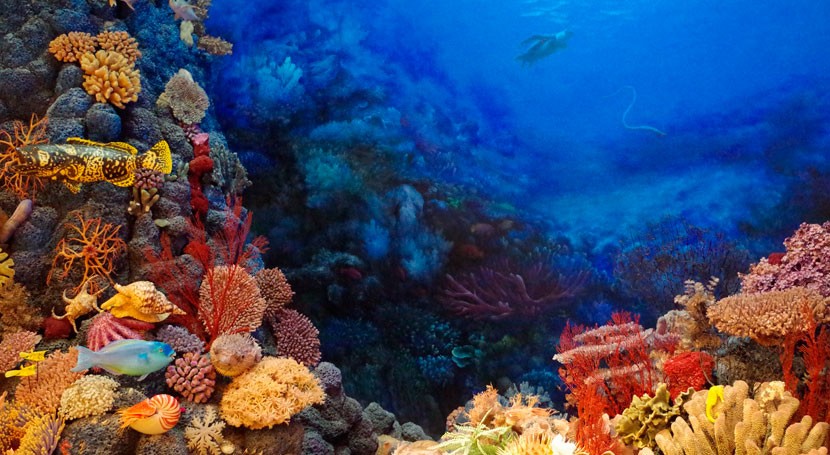 Diversidad de hábitats para proteger los corales frente al cambio climático