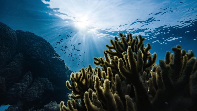 Descubren más arrecifes en el Golfo de México